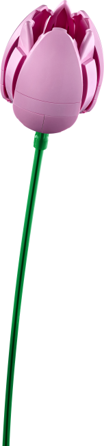 11501 Tulppaanikimppu