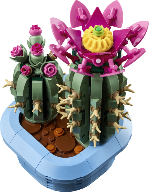 11509 Ziedošs kaktuss