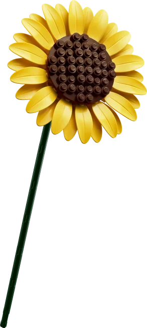 11502 Päevalillekimp