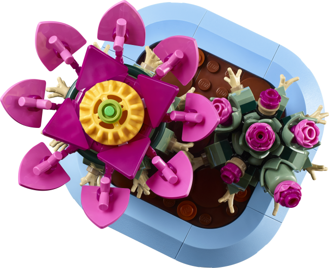 11509 Ziedošs kaktuss