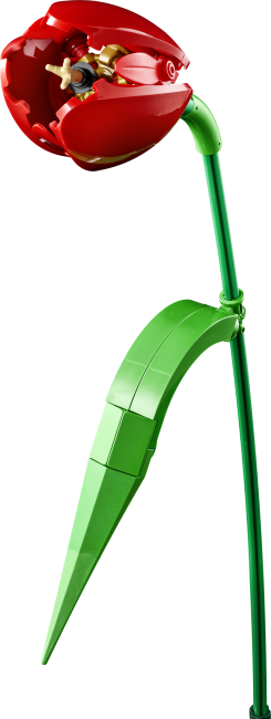 11501 Tulppaanikimppu