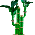 10344 LEGO Botanicals Veiksmes bambuss