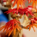 10348 LEGO Botanicals Jaapani punase vahtra bonsaipuu